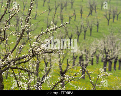 Pflaumenbäume in Blüte. Alte Pflaumenbäume Pflaume zu blühen.  Vorne mit einem großen Obstgarten der Bäume hinter einem Baum Stockfoto