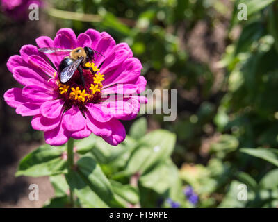 Große Holzbiene auf einer Magenta Zinnia Blume. Eine große Biene arbeitet, um Nektar zu sammeln und eine leuchtende rosa Blume zu bestäuben. Stockfoto