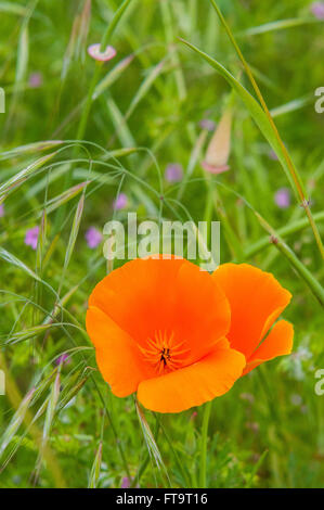 Eine kalifornische Golden Mohn (Eschscholzia Californica) der Zustand von Kalifornien blühen. USA. Stockfoto