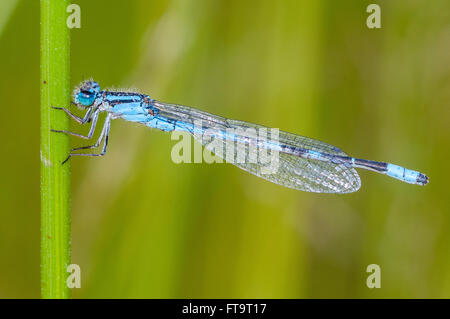 Eine nördliche Bluet Damselfly (Enallagma Annexum). Washington, Vereinigte Staaten von Amerika. Stockfoto