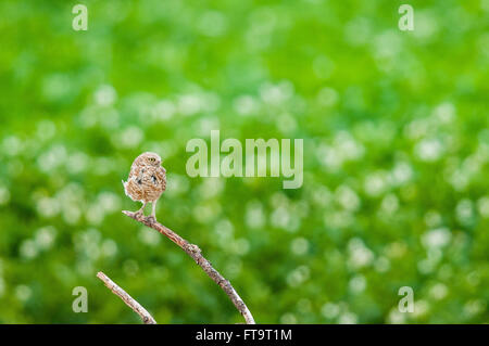 Ein Erwachsener Kanincheneule (Athene Cunicularia) hockt über einem Feld. Washington, Vereinigte Staaten von Amerika. Stockfoto