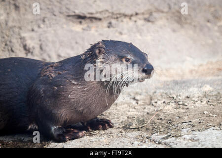 Nordamerikanischer Fischotter im Edmonton Valley Zoo in Edmonton, Alberta, Kanada. Stockfoto