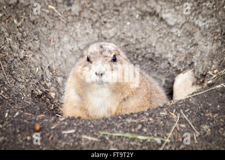 Ein schwarz-angebundene Präriehund (Cynomys sich) am Eingang ausleihen.  Edmonton Valley Zoo, Edmonton, Alberta, Kanada. Stockfoto