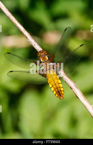 Breit-bodied Chaser Erwachsenfrau Stockfoto