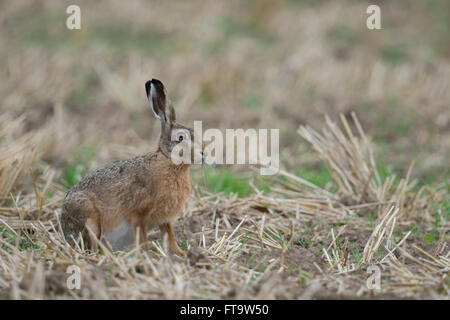 Braune Hare / Europäische Hasen / Feldhase (Lepus Europaeus), aufmerksamen Erwachsenen sitzen auf einem Stoppelfeld. Stockfoto