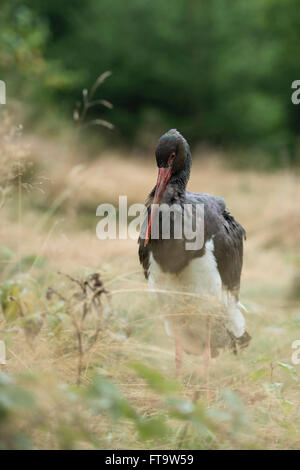 Black Stork / Schwarzstorch (Ciconia Nigra), Erwachsene, stehend im Rasen auf schönen Wald Lichtung. Stockfoto