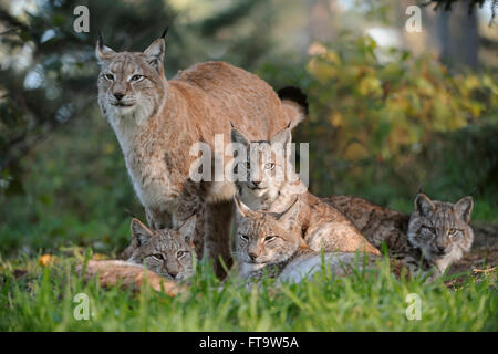 Familienbild der eurasische Luchs / Eurasischer Luchs (Lynx Lynx) in herbstlicher Umgebung. Stockfoto