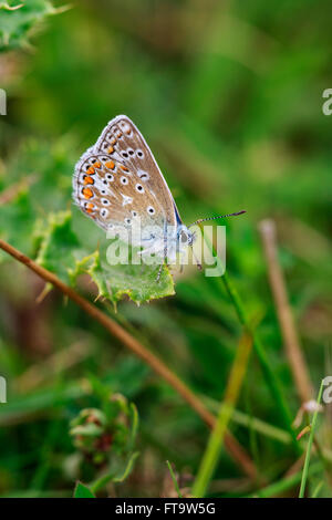 Gemeinsame blaue Schmetterling Polymmatus Icarus Männchen in Ruhe mit Flügeln geschlossen Stockfoto