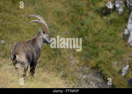 Alpensteinbock (Capra Ibex), Erwachsene männliche, beeindruckende Hörner, stehend im Hochgebirge-Bereich, gerade hinunter ins Tal. Stockfoto