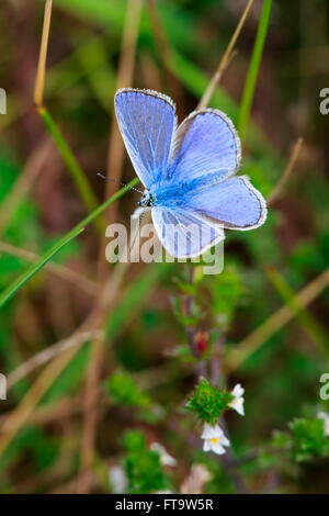 Gemeinsame blaue Schmetterling Polymmatus Icarus Männchen in Ruhe mit offenen Flügeln Stockfoto