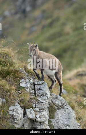 Steinbock / Steinbock (Capra Ibex), Jungtier, Klettern auf einem felsigen Hügel in wunderbar hohe Bergkette. Stockfoto