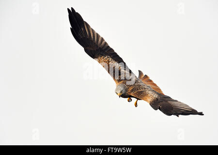 Roter Drache / Rotmilan ( Milvus milvus ), erwachsener Raubvogel, im spektakulären Jagdflug gegen sauberen Himmel, Tierwelt, Europa. Stockfoto