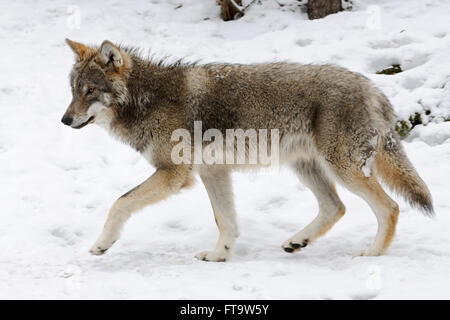 Eurasische Wolf / graue Wolf (Canis Lupus) in Winterfell, präsentieren typische Unterscheidungsmerkmale im Schnee bedeckt Umwelt. Stockfoto