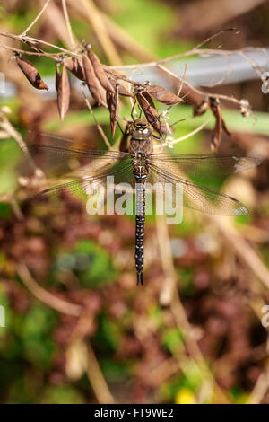 Migrationshintergrund Hawker Aeshna Mixta Erwachsenen thront auf einem abgestorben Stockfoto