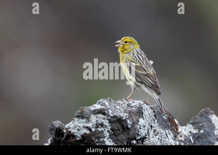 Atlantik Kanarische, Serinus Canaria, einziger Vogel auf Felsen, Madeira, März 2016 Stockfoto