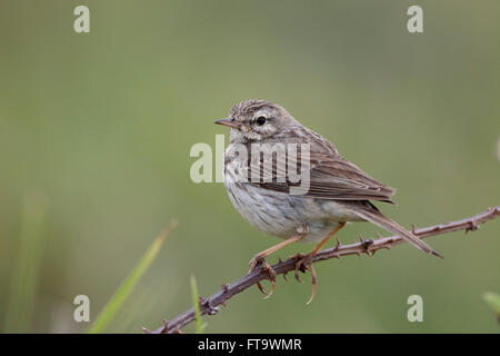 Berthelots Pieper, Anthus Berthelotii Maderensis, einziger Vogel auf Barsch, Madeira, März 2016 Stockfoto