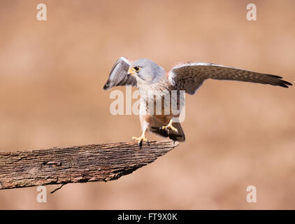 Wilde männlicher Turmfalke (Falco Tinnunculus) Landung auf Holzzaun Stockfoto