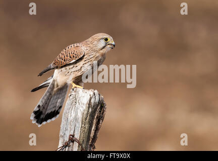 Wilde weiblicher Turmfalke (Falco Tinnunculus) thront auf Holzpfosten Scannen der Umgebung nach Beute Stockfoto