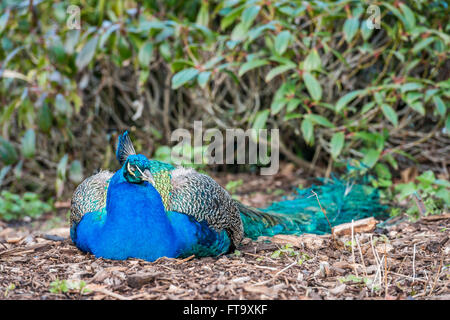 Pfau auf dem Boden schlafen Stockfoto