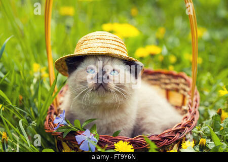 Kleines Kätzchen mit Strohhut auf dem Kopf in einem Korb sitzen Stockfoto