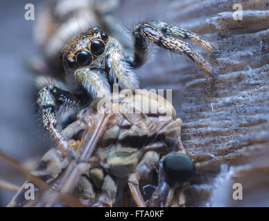 Zebra, die Spinne, die Fütterung auf eine fliegende Harvestman springen Stockfoto