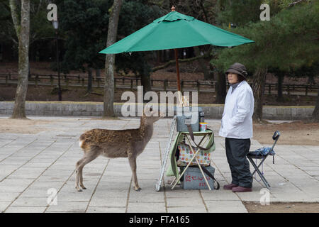 Nara, Japan - 28. Dezember 2014: Zahme Rehe warten auf einen Snack von der verkaufenden Dame in Nara-Park neben dem Tōdai-Ji-Tempel. Stockfoto