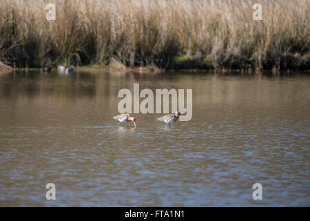 Paar schwarze tailed Limosa Limosa Uferschnepfe Stockfoto