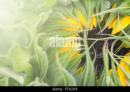 Eine Blütenknospe einer Öffnung Sonnenblume mit Sonne Blendung. Stockfoto