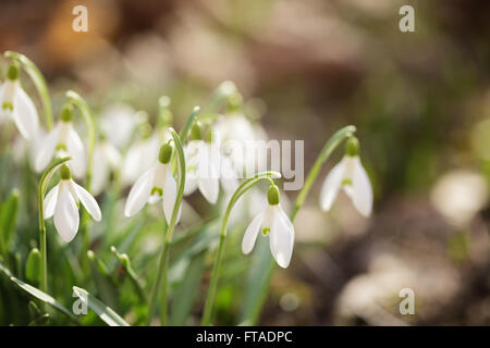 weiße Schneeglöckchen Blüten im sonnigen Morgen Stockfoto