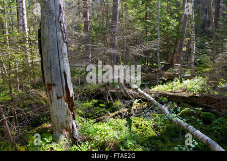 Gebrochene Baumwurzeln teilweise abgelehnt in Nadelwäldern Stand und gebrochenen Baum herumliegen, Białowieża Wald, Polen, Europa Stockfoto