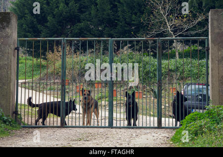 Fierce suchen Hunde bewacht ein Tor in Portugal Stockfoto