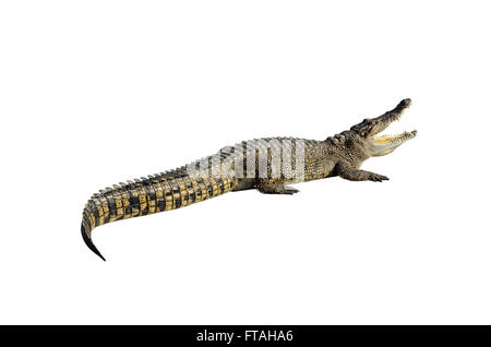 Süßwasser-Krokodil, Siam-Krokodil (Crocodylus Siamensis) isoliert auf weißem Hintergrund mit Beschneidungspfad. Stockfoto