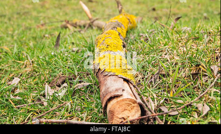 Orangefarbenen Flechten wachsen auf einem umgestürzten Baum Ast auf einer Wiese illustrieren den Kreislauf des Lebens. Stockfoto