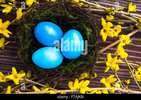 Frühling Osternest mit bunten blauen Eiern auf gelben Forsythien Blume Zweigen, Holzbrett Hintergrundansicht Nahaufnahme von oben Stockfoto