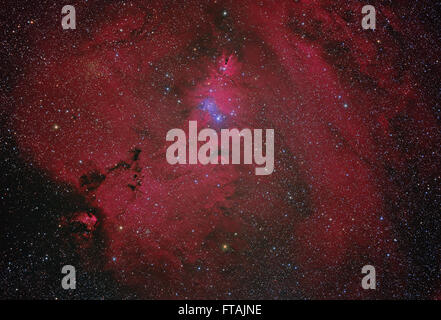 Kegel-Nebel und Weihnachtsbaum Cluster im Sternbild Monoceros Stockfoto