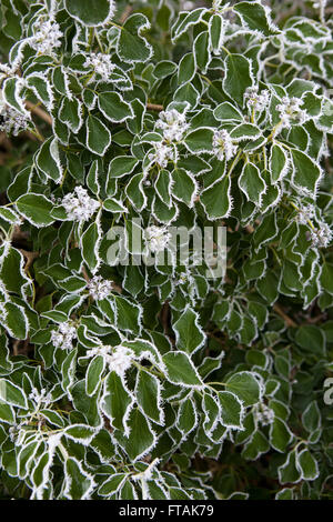 Dicken Frost deckt abgestorbener Pflanzen und Efeu Blätter in die Milddle des Winters in einem britischen Hecke. Stockfoto