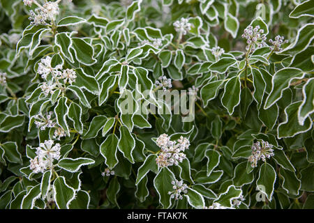 Dicken Frost deckt abgestorbener Pflanzen und Efeu Blätter in die Milddle des Winters in einem britischen Hecke. Stockfoto