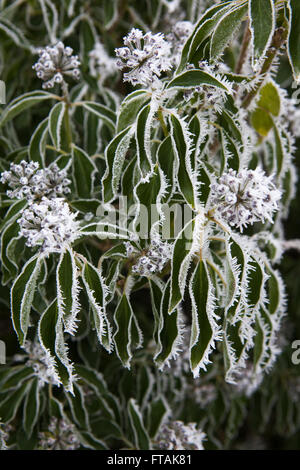 Dicken Frost deckt abgestorbener Pflanzen und Holly hinterlässt in der Milddle des Winters in einem britischen Hecke. Stockfoto