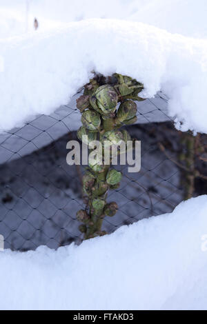Eine Brussell sprießen Anlage bedeckt mit einer dicken Schicht Schnee, gefroren in die kalten Wintertemperaturen. Stockfoto