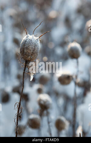 Die Toten getrocknete Blütenköpfe von "Love im Nebel" Funkeln in der frühen Morgensonne in Frost Eis und Schnee in den Tiefen eines schneereichen Winters bedeckt. Stockfoto