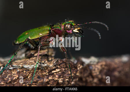 Grüne Sandlaufkäfer (Cicindela Campestris). Eine beeindruckende Jagd Boden Käfer in der Familie Laufkäfer Stockfoto