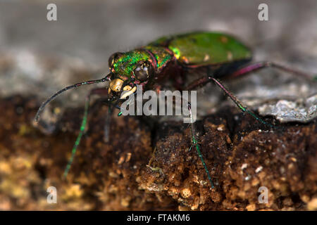 Grüne Sandlaufkäfer (Cicindela Campestris). Eine beeindruckende Jagd Boden Käfer in der Familie Laufkäfer Stockfoto