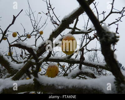 Äpfel, noch auf dem Baum sind mit ersten Schnee bedeckt. Stockfoto