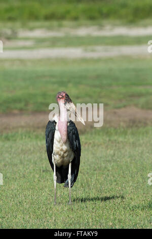 Marabou Storch (Leptoptilos Crumeniferus) Stockfoto