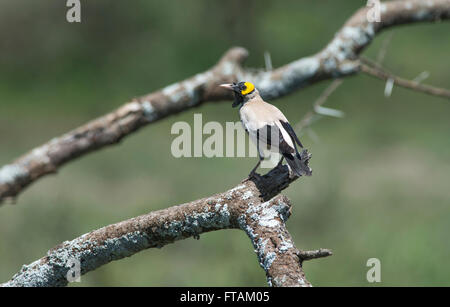 Wattled Starling (Creatophora Cinerea), Männchen in der Zucht Gefieder. Stockfoto