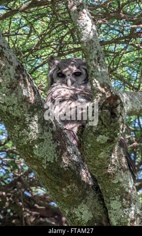 Verreaux der Uhu (Bubo Lacteus) Schlafplatz in einem Baum. Die Art wird manchmal den Riesen oder milchigen Uhu genannt. Stockfoto