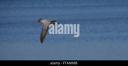 Wanderfalken im Flug Stockfoto