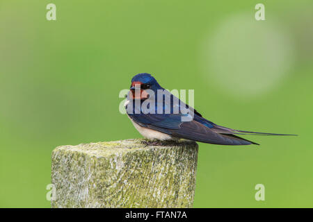 Rauchschwalbe Hirundo Rustica Männchen gehockt Zaunpfosten Stockfoto