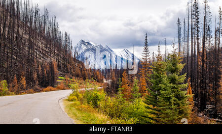 Ergebnisse einer Wald Feuer entlang der Maligne Lake Road 2015 im Jasper Nationalpark in der berühmten kanadischen Rockies in Alberta, Kanada
