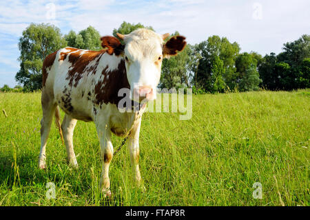 Junge Kuh auf der Weide mit Kette am Hals Stockfoto